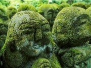 Thế giới bí ẩn của rêu